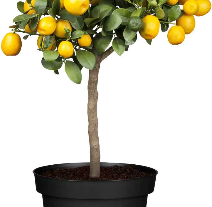 Calamondin