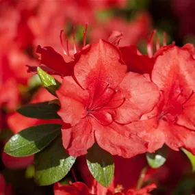 Rhododendron simsii, rot