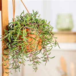 Senecio herreianus 'Purple Flush'