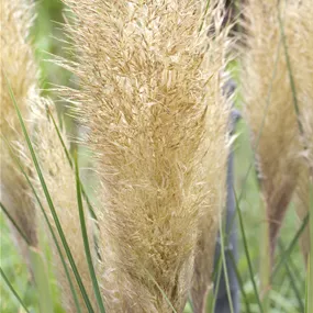 Cortaderia selloana in Sorten