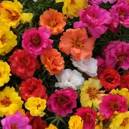 Portulaca umbraticola Carnaval