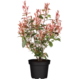 Photinia fraserii Compacta