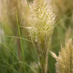 Cortaderia selloana Pumila