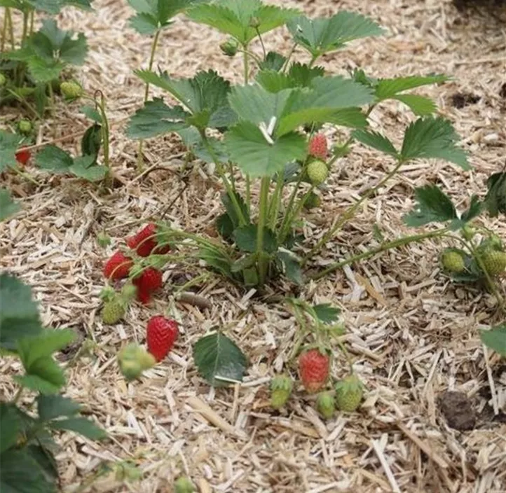 Naturmulch aus Miscanthusstreu