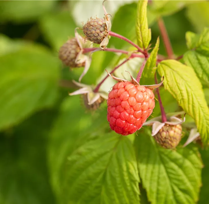 Himbeere 'Autumn Happy'