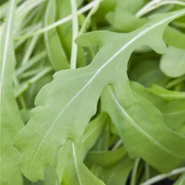 Lactuca sativa Rucola - Wintervitamine