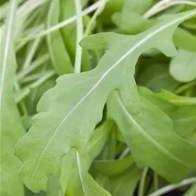 Lactuca sativa Rucola - Wintervitamine