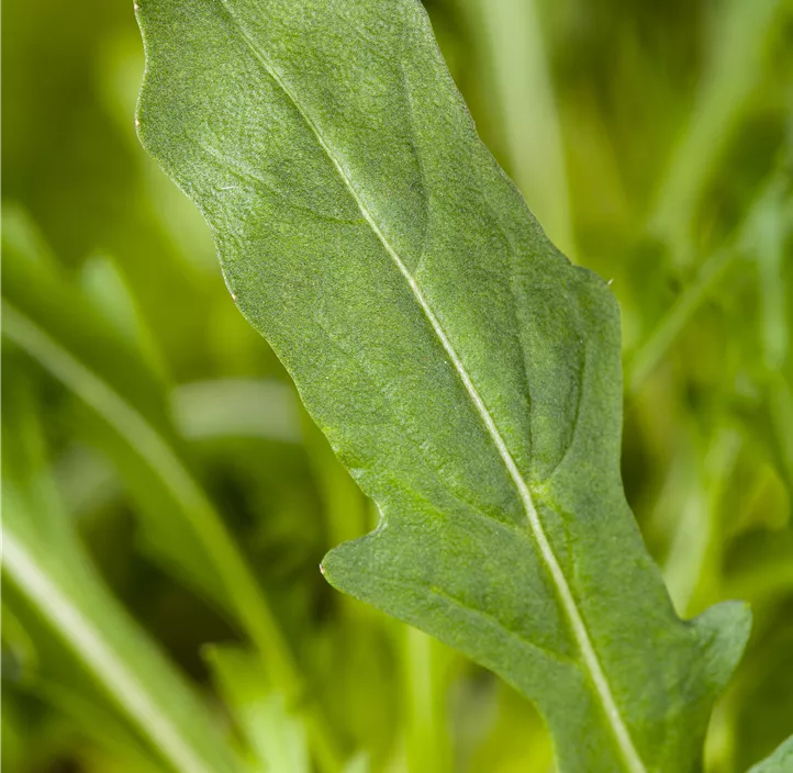 Rucola