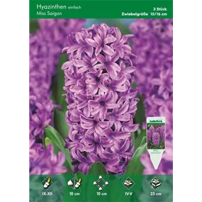 Hyacinthus Magic Saigon