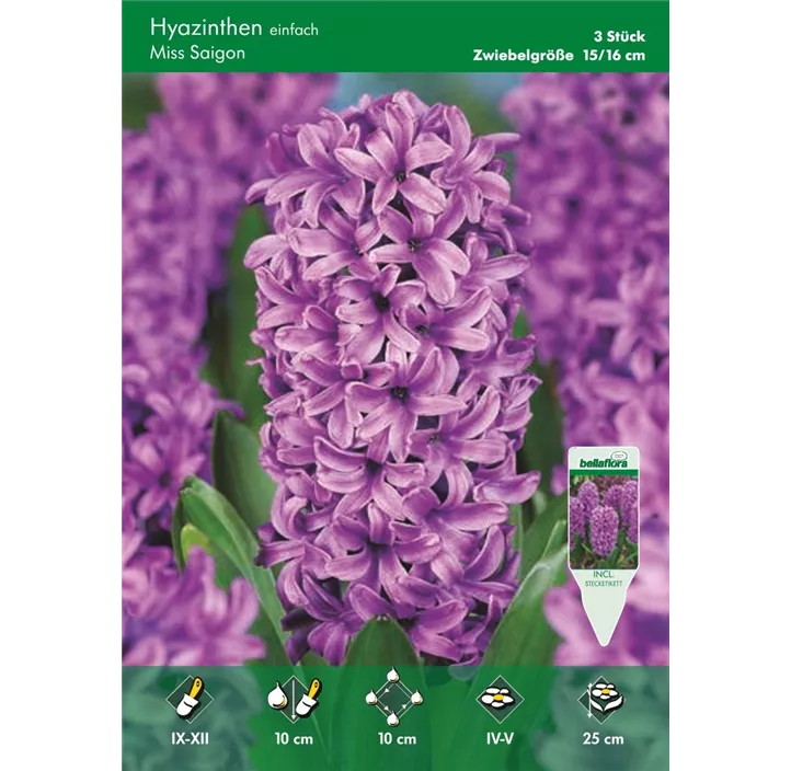 Hyacinthus Magic Saigon