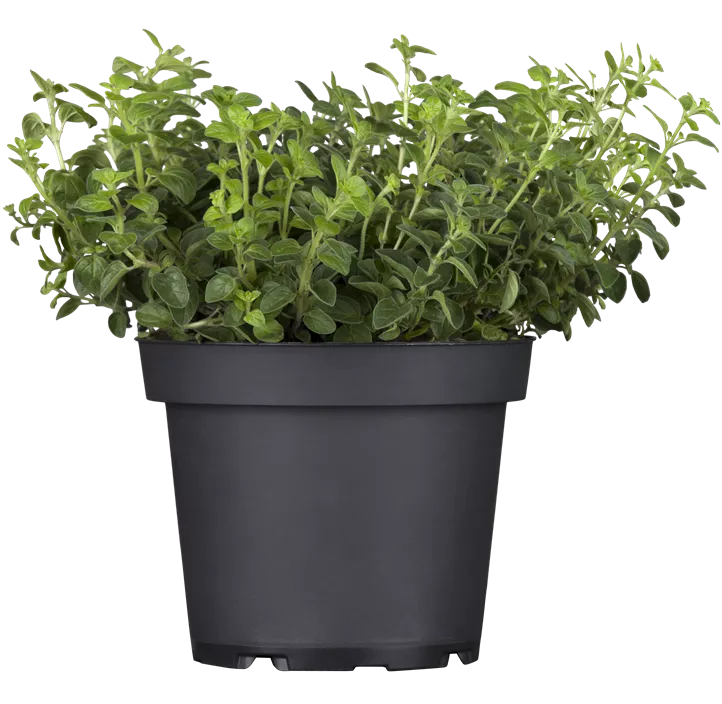 Oregano