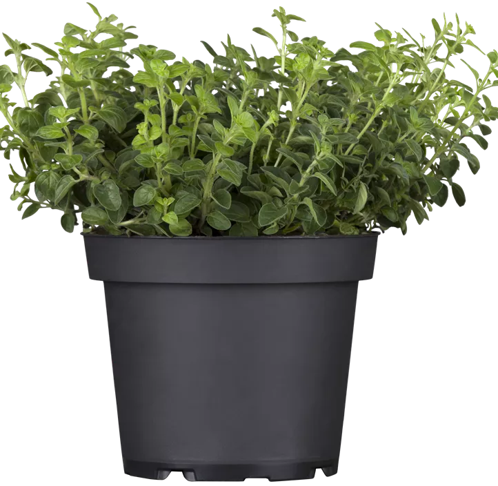 Oregano