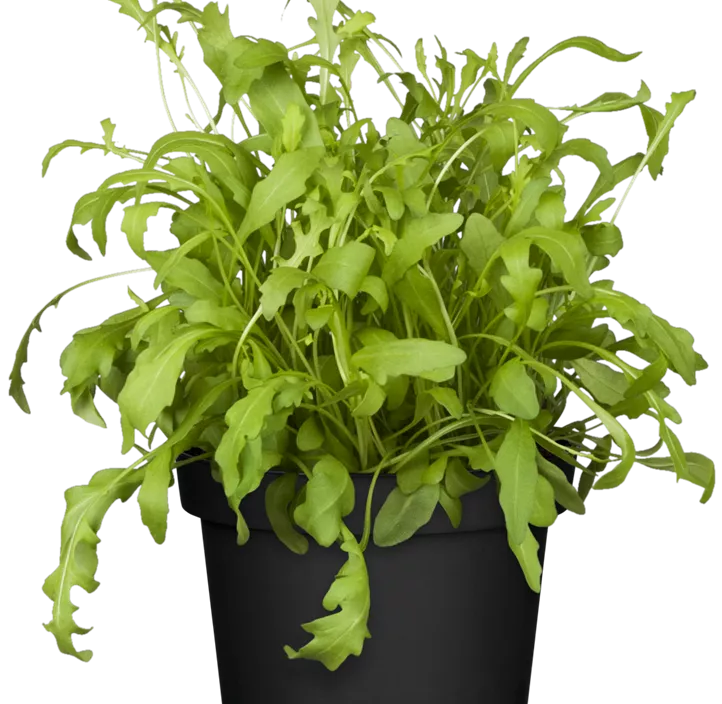 Rucola