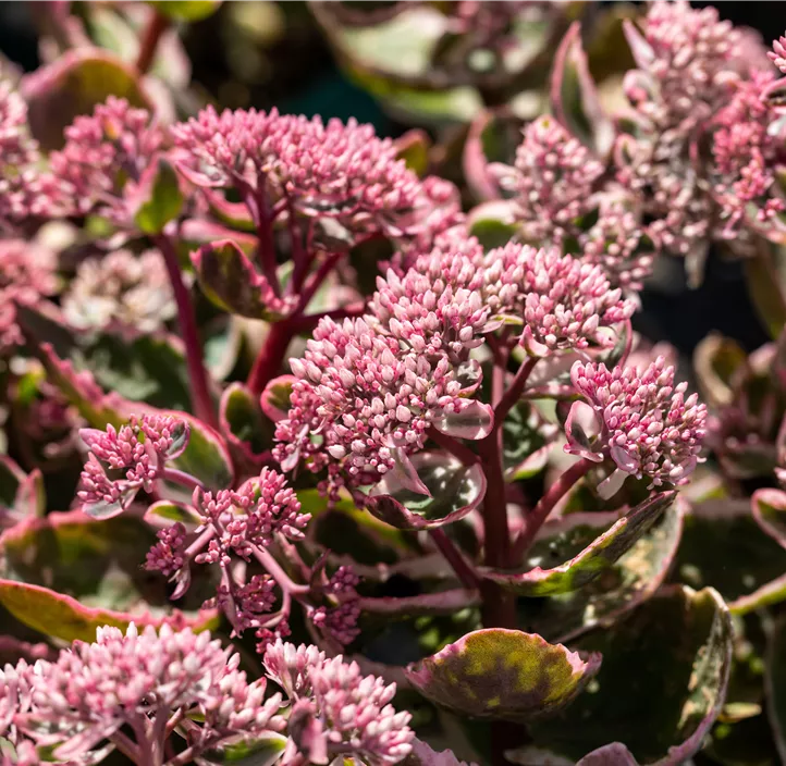 Großes Garten-Fettblatt 'La Vie en Rose'