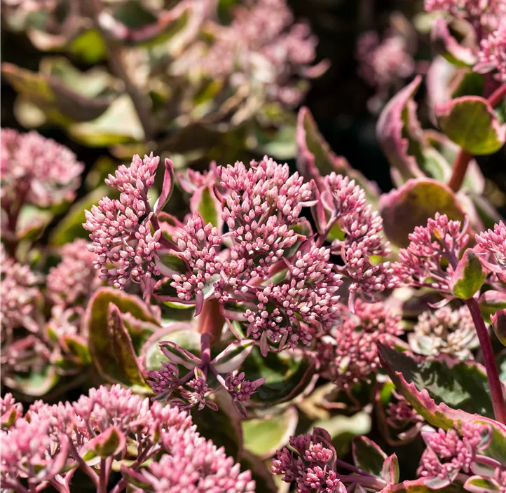 Großes Garten-Fettblatt 'La Vie en Rose'