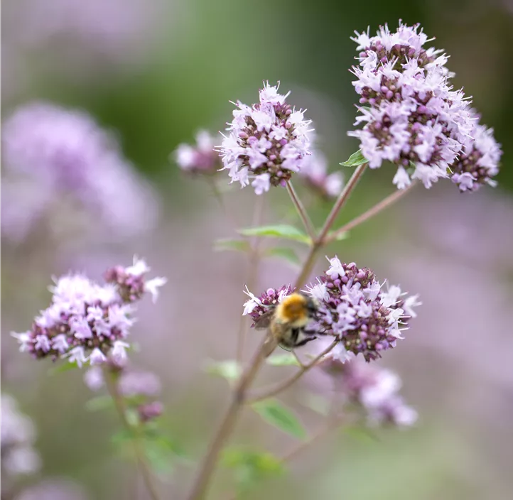 Oregano