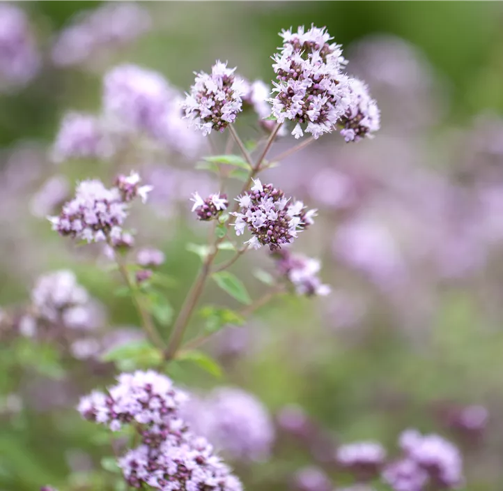 Oregano