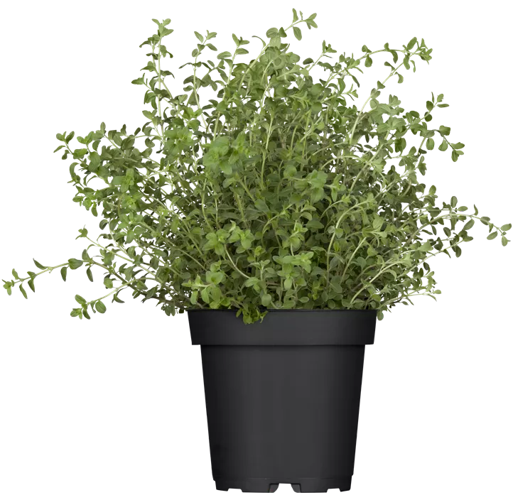 Oregano