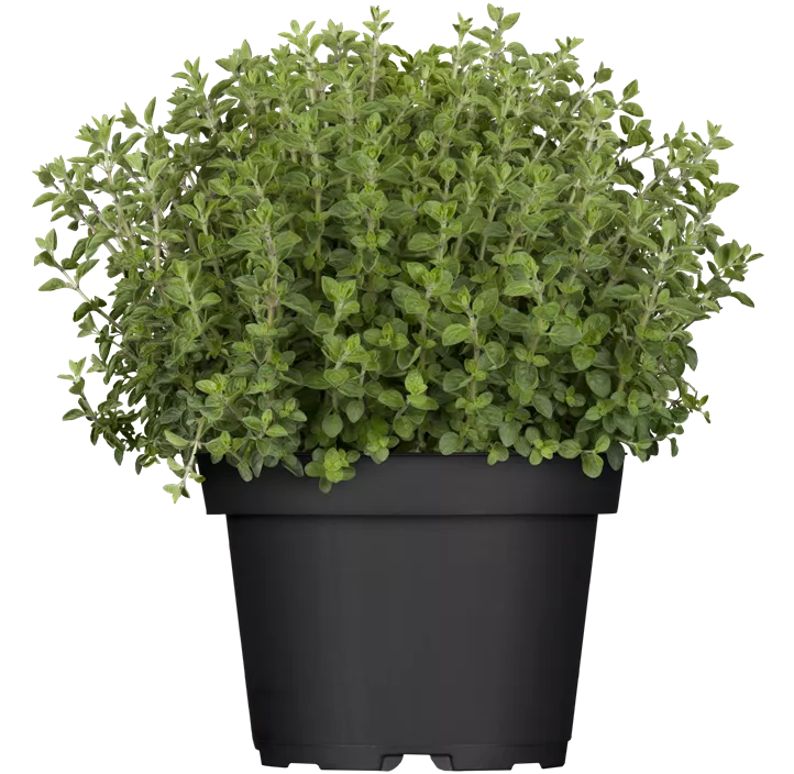 Oregano