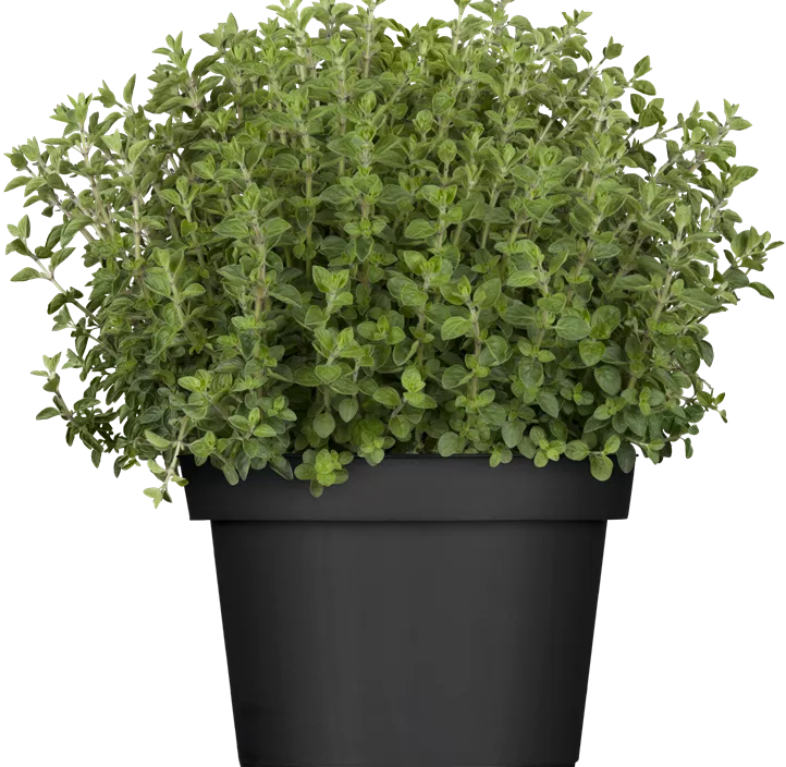 Oregano