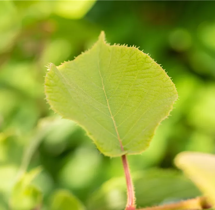 Kiwi 'Hayward'