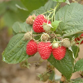 Rubus idaeus Glen Ample