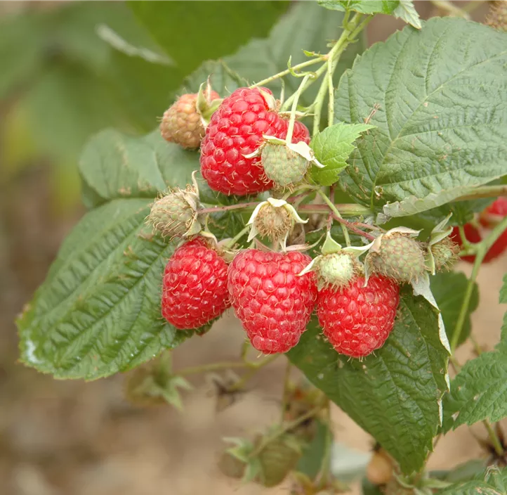 Sommerhimbeere 'Glen Ample'(s)