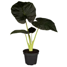 Alocasia regal shields