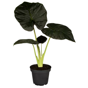 Alocasia regal shields