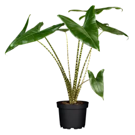 Alocasia zebrina