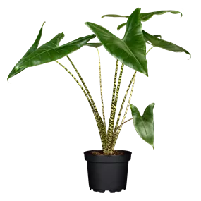 Alocasia zebrina