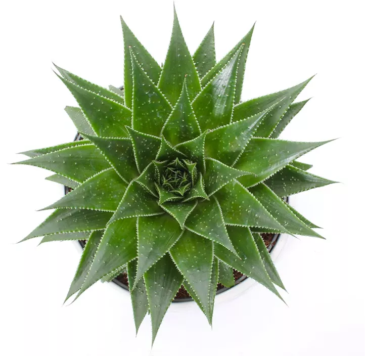 Aloe