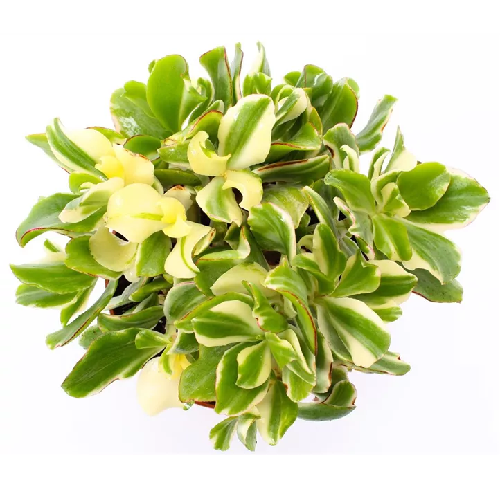 Dickblatt 'Curly Green'