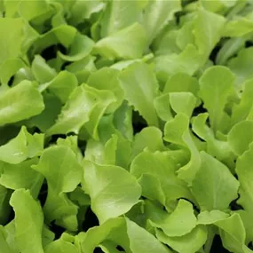 Lactuca sativa Feldsalat - Wintervitamine