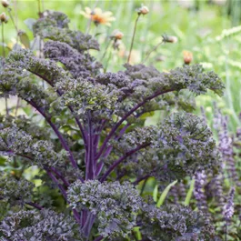 Lactuca sativa Grünkohl buntlaubig - Wintervitamine