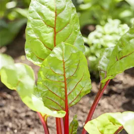 Lactuca sativa Mangold - Wintervitamine