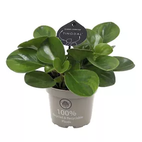 Peperomia Obtusifolia Lime