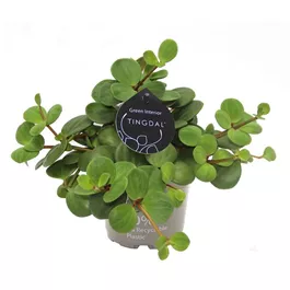 Peperomia pecunifolia