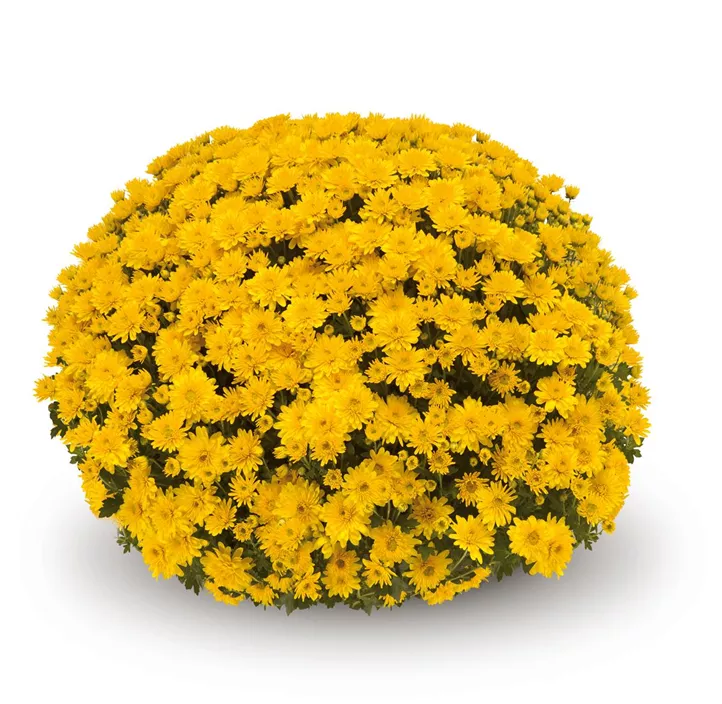 Multiflora-Chrysantheme 'Tocca'