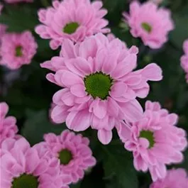 Chrysanthemum Wild Pink