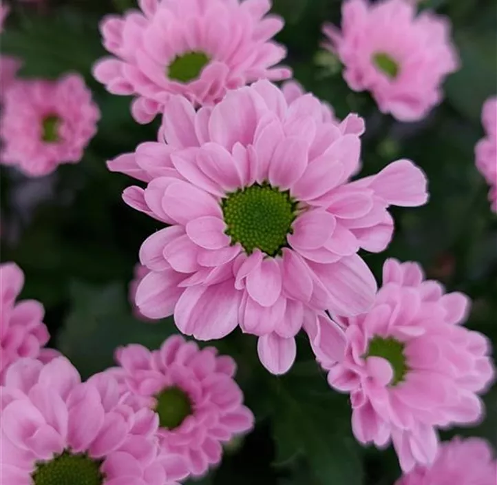 Chrysantheme Wild Pink