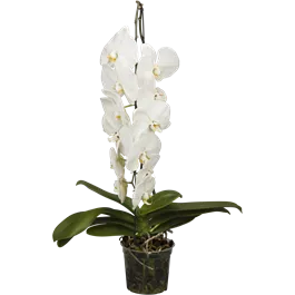 Phalaenopsis Hybride Formidablo