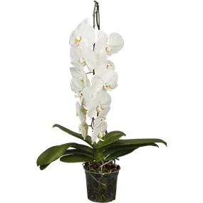 Phalaenopsis Hybride Formidablo