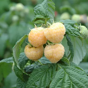 Rubus idaeus Golden Queen