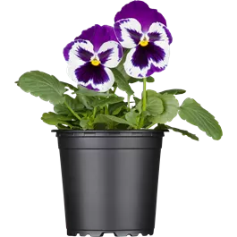 Viola wittrockiana