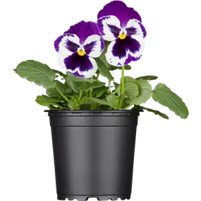 Viola wittrockiana