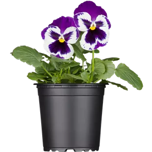 Viola wittrockiana