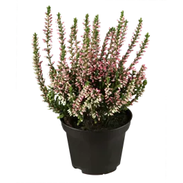 Calluna Beauty Ladies einfärbig