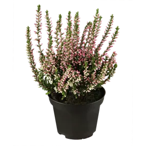 Calluna Beauty Ladies einfärbig