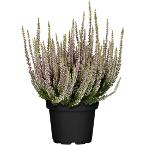 Calluna vulgaris Beauty Ladies einfärbig